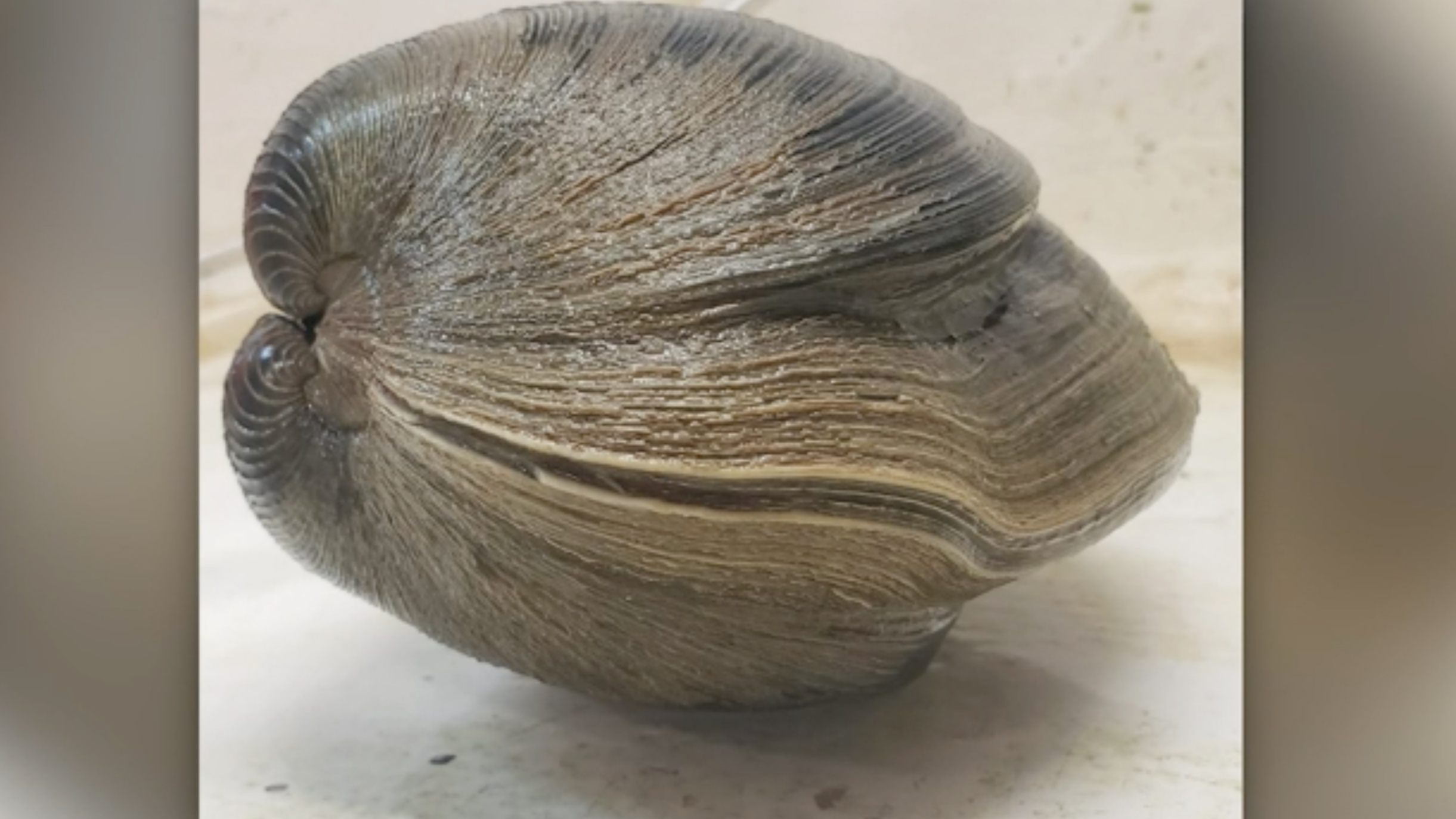 Scientists in Florida say this mollusk is 214 years old based on the layers on its shell.