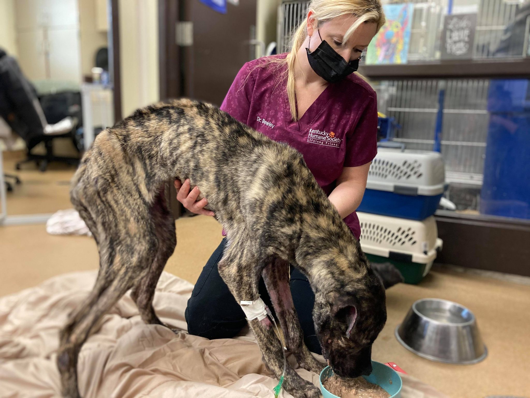 Kentucky Humane Society cares for Ethan, who was dumped in their parking lot