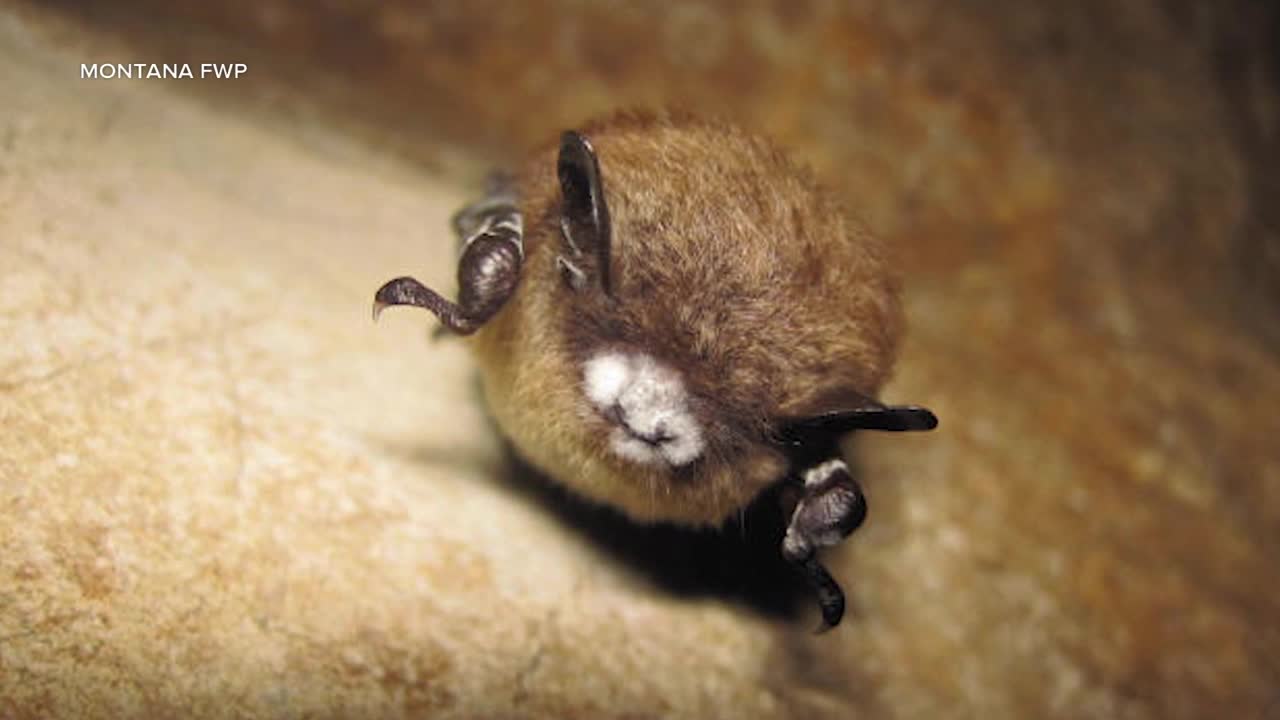 white-nose syndrome