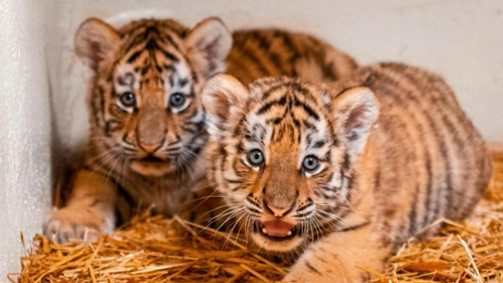 Toledo Tiger Cubs