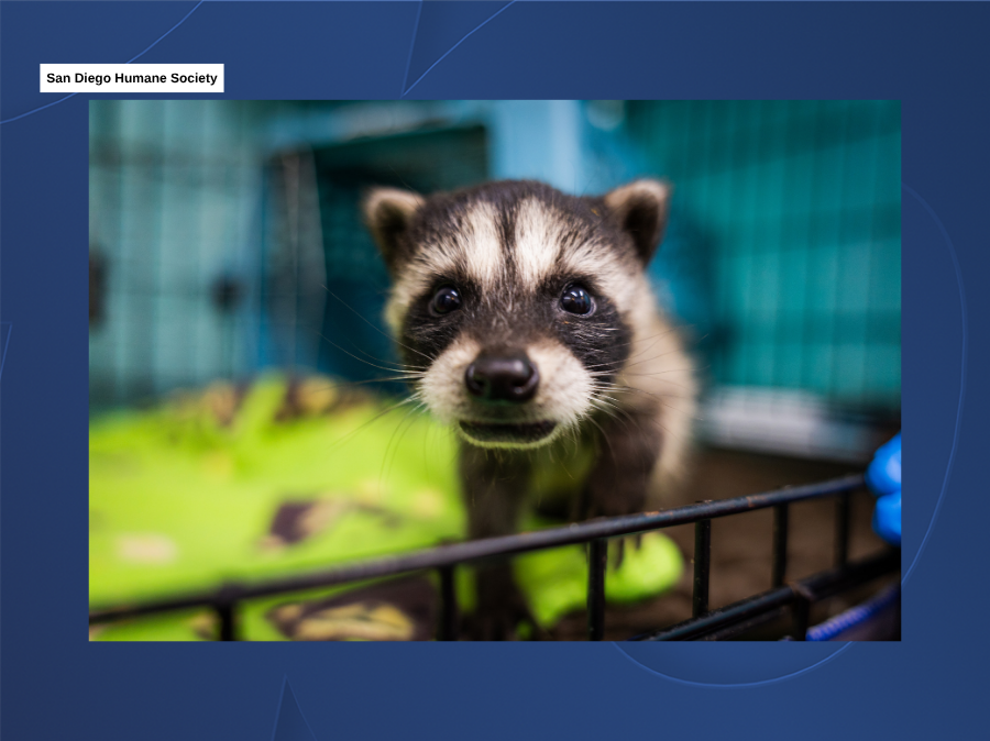 raccoon_graduation_sdhs4.png