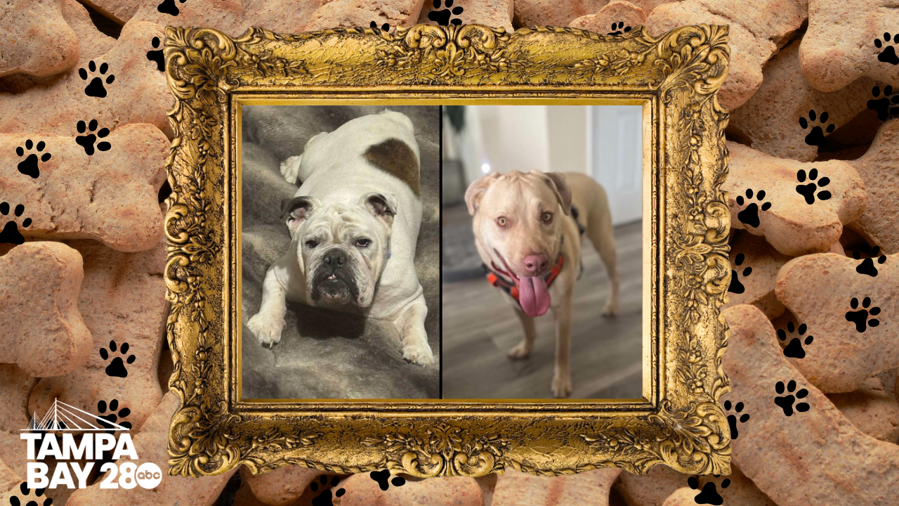 Tampa Bay 28 - Rescues in Action1.png