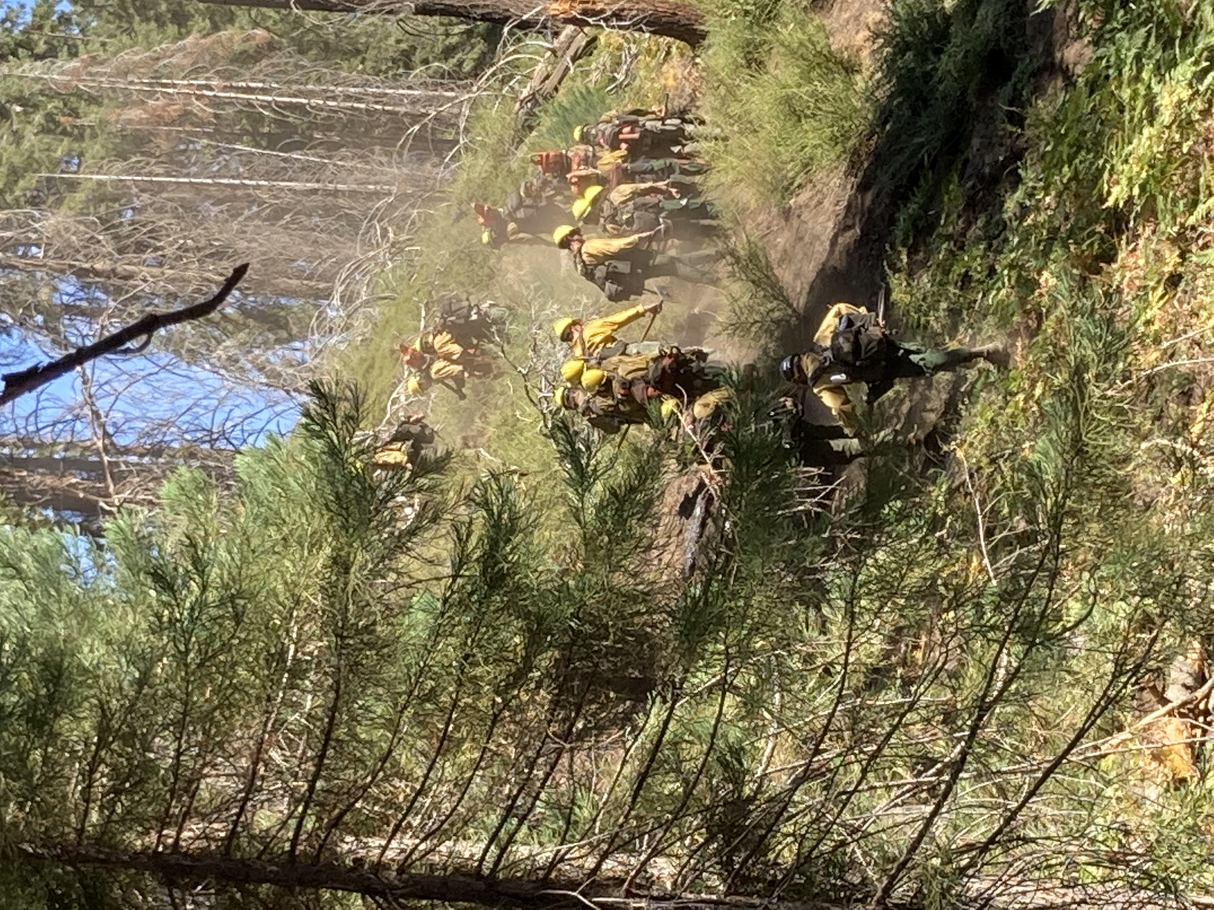 Sequoia firefighters moving through the trees