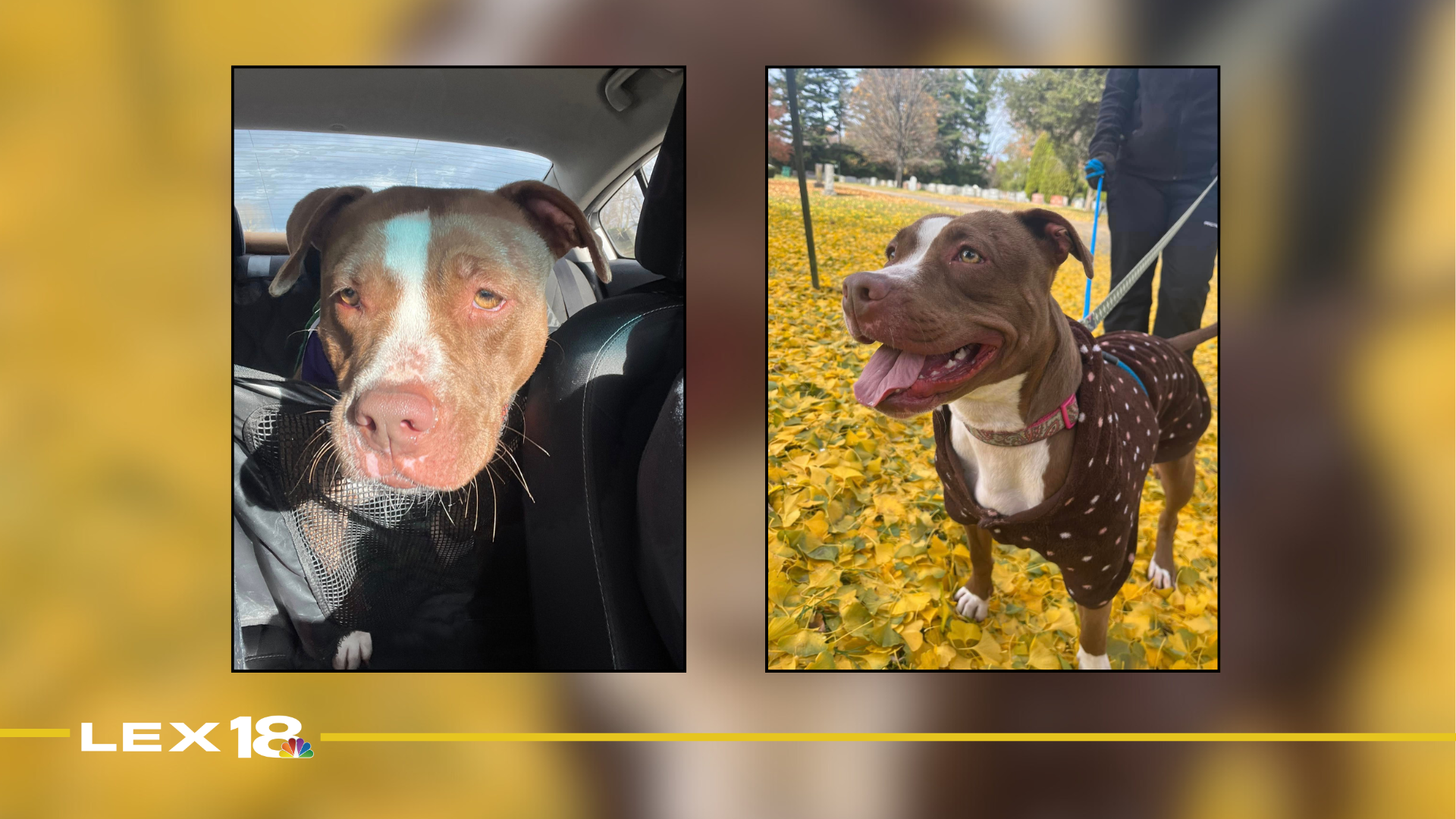 Featured Image Custom Edit (8).png