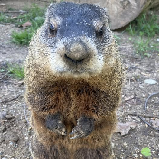 Woody the Woodchuck.jpg