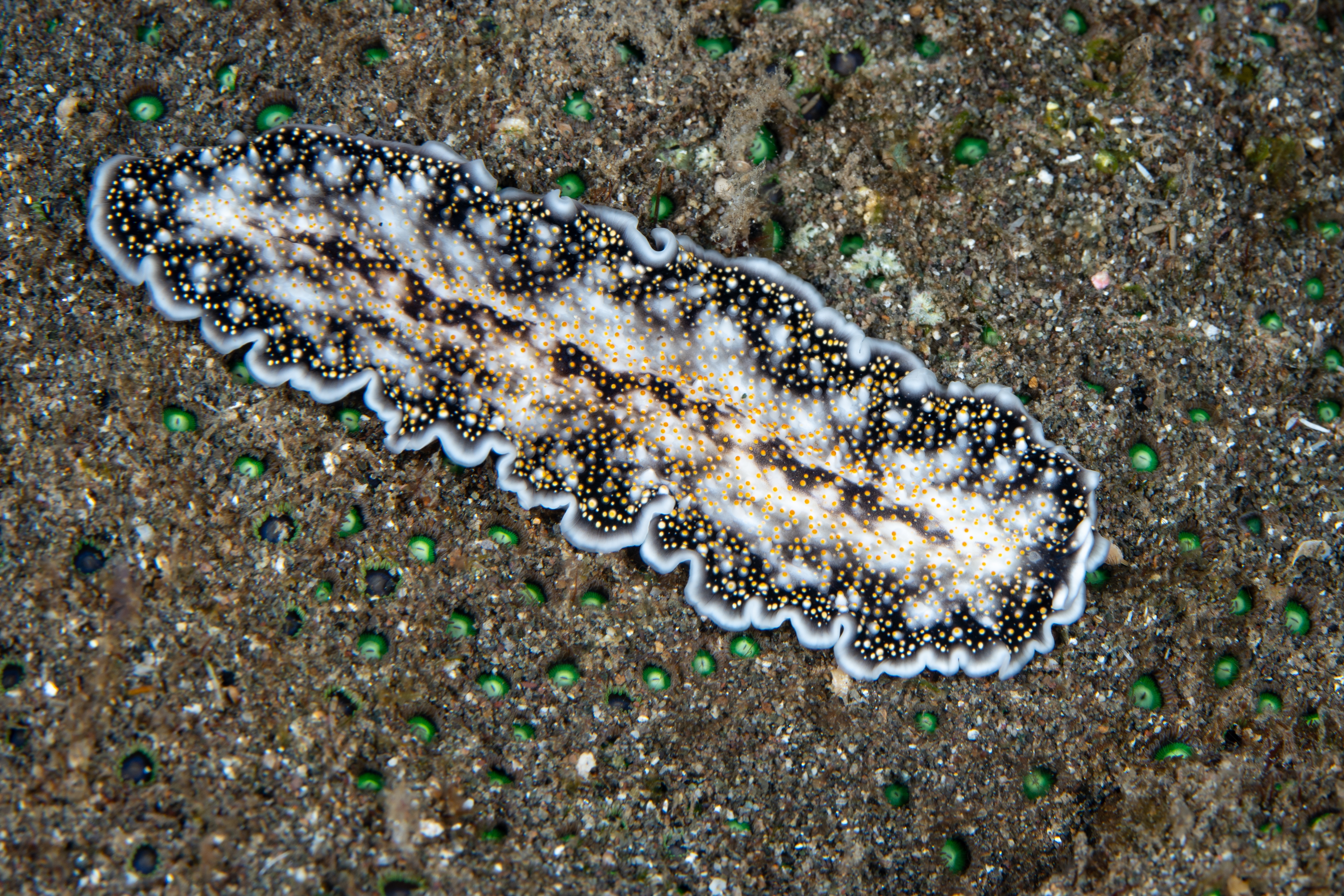 An undescribed flatworm crawling across sand.