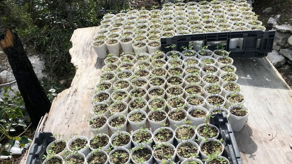wptv-bahamas-marijuana-.jpg