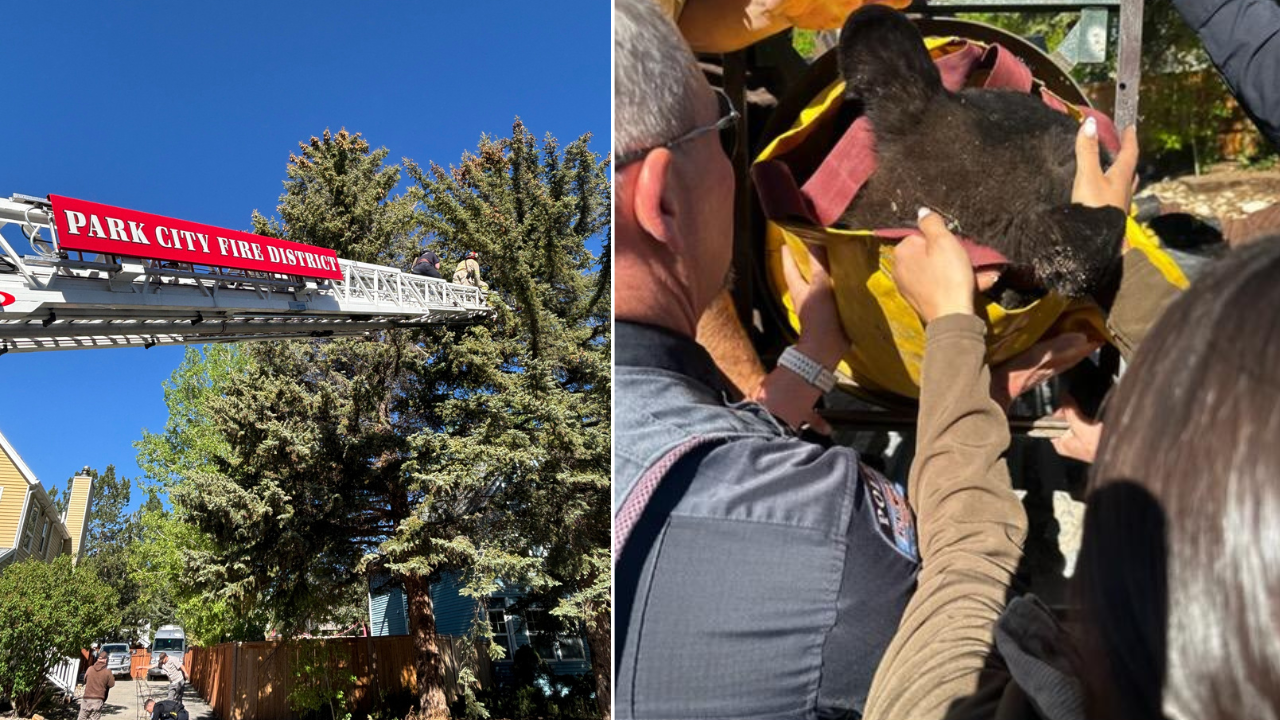 Black Bear Removed from Tree.png