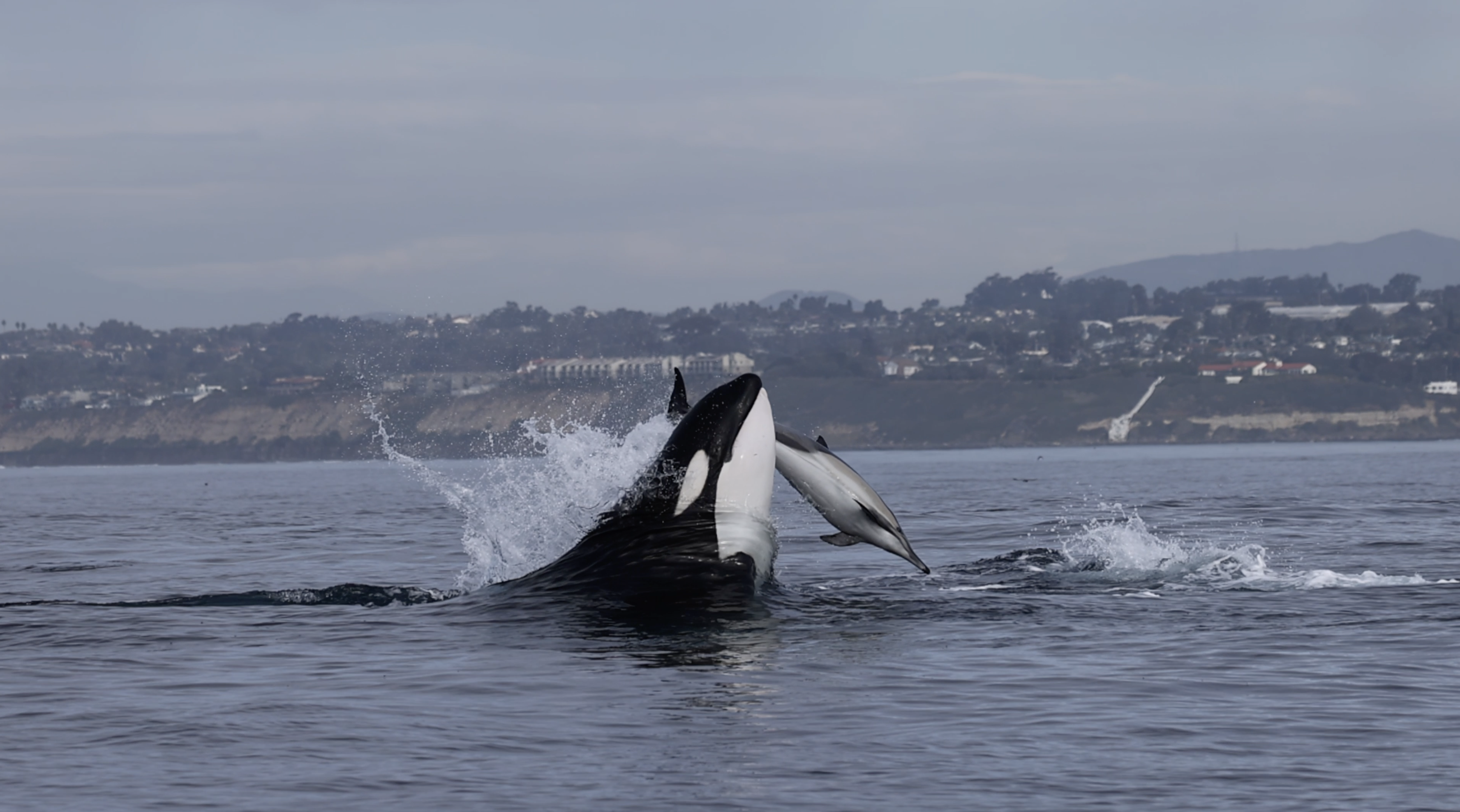 Orcas suspected in Pacific beach fin whale wounding