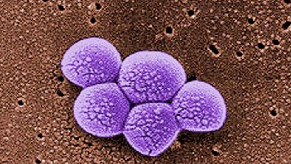 wptv-mrsa.jpg