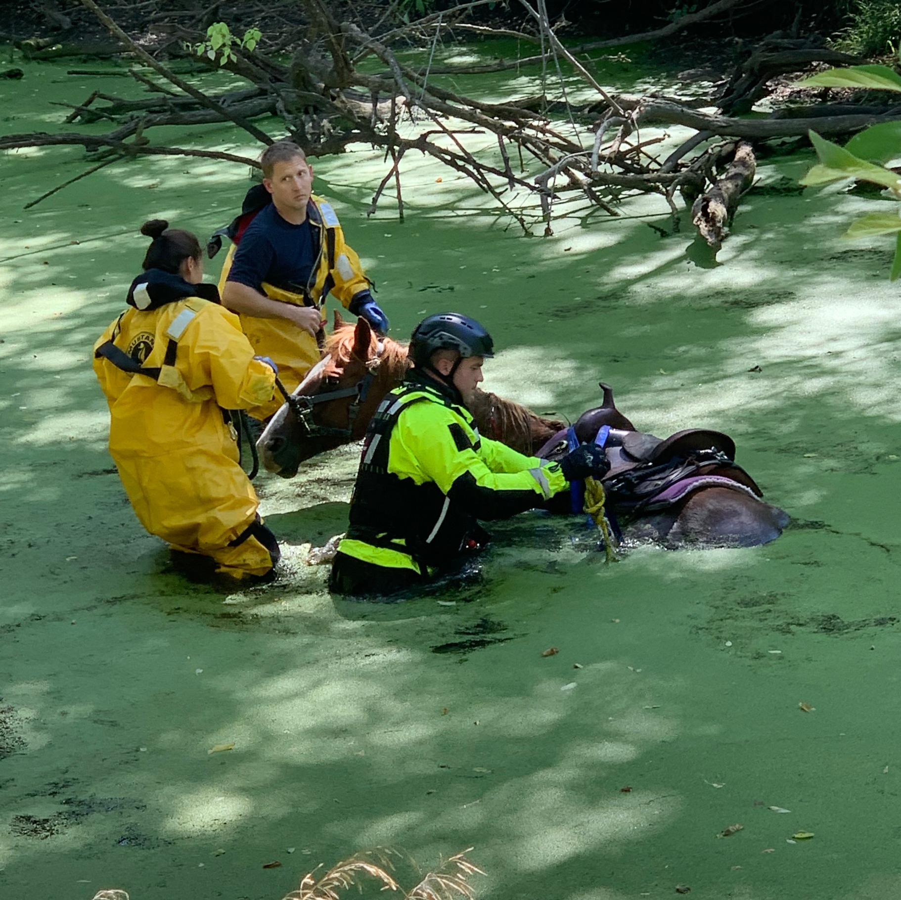 Horse Rescue