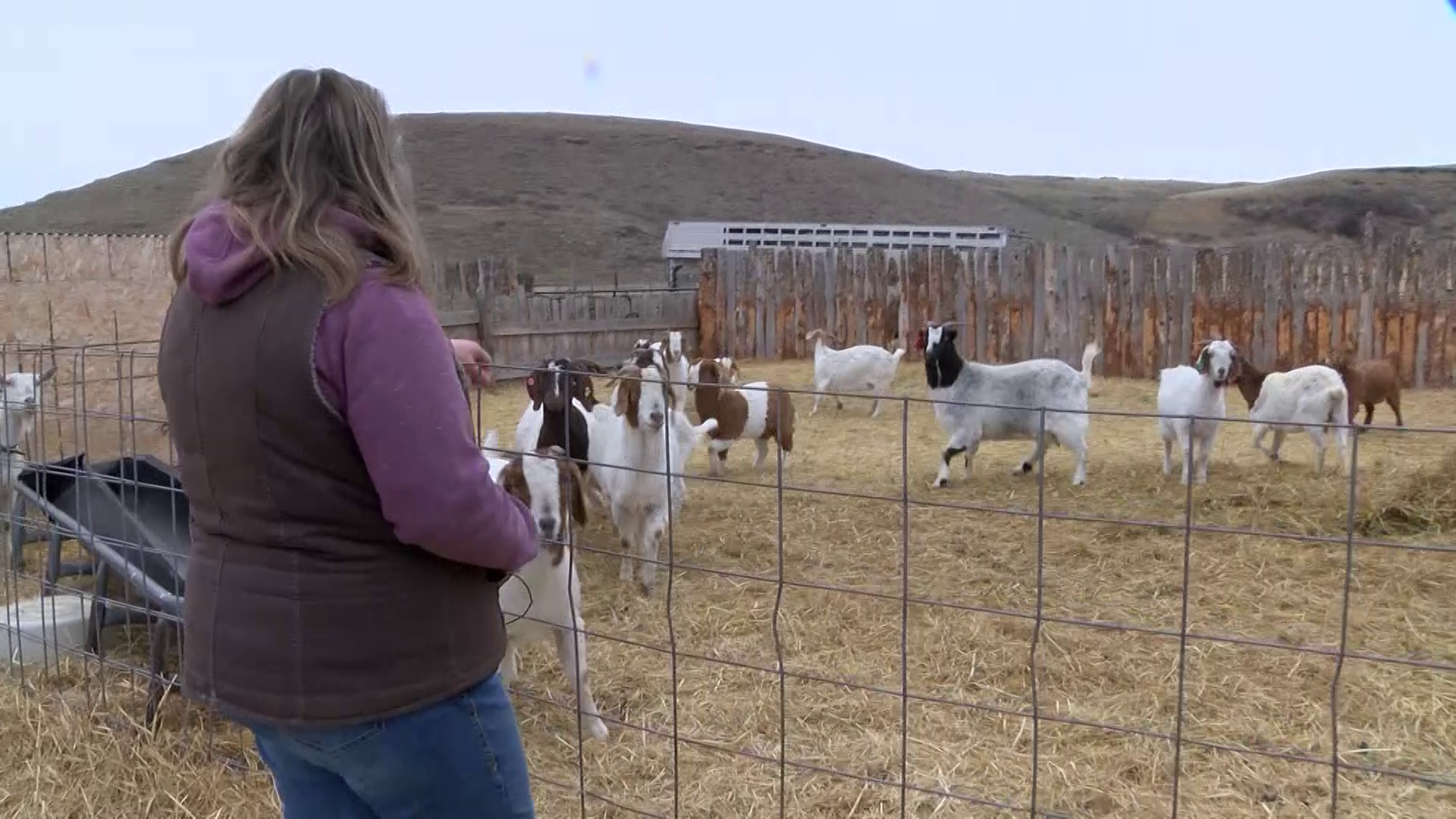 GOATS (MTN)