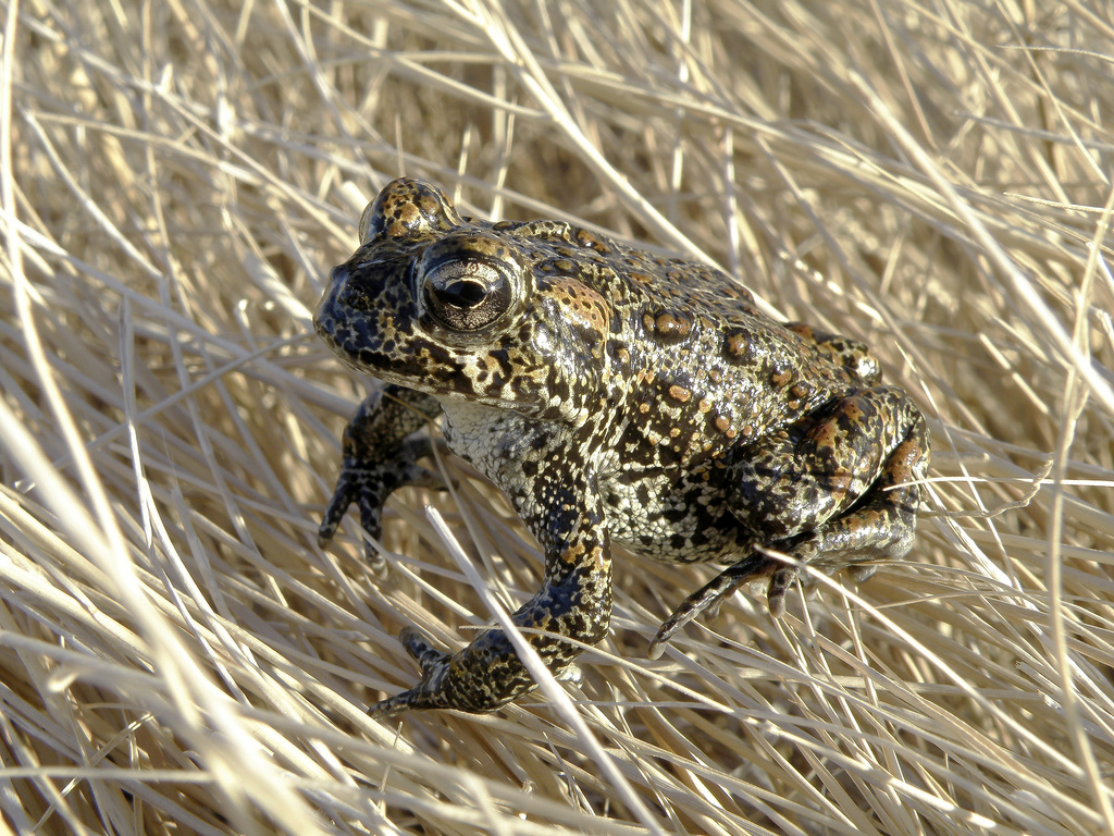 Endangered toad