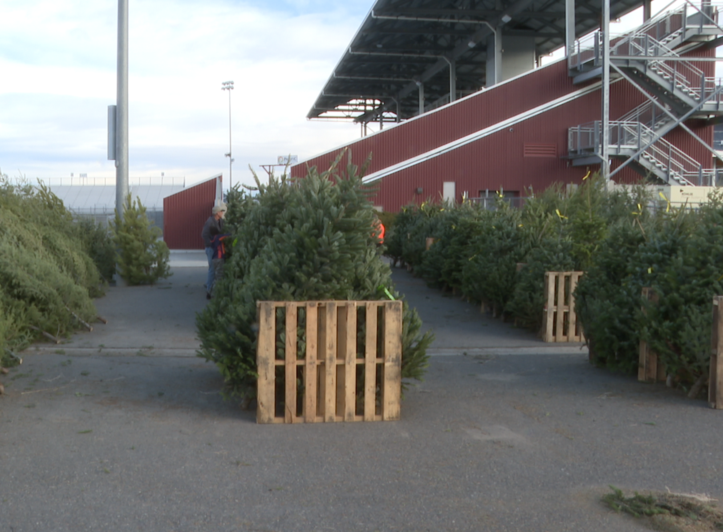 Scout Christmas trees in Helena