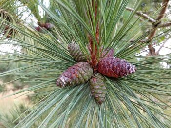 pine-cone-350_original.jpeg