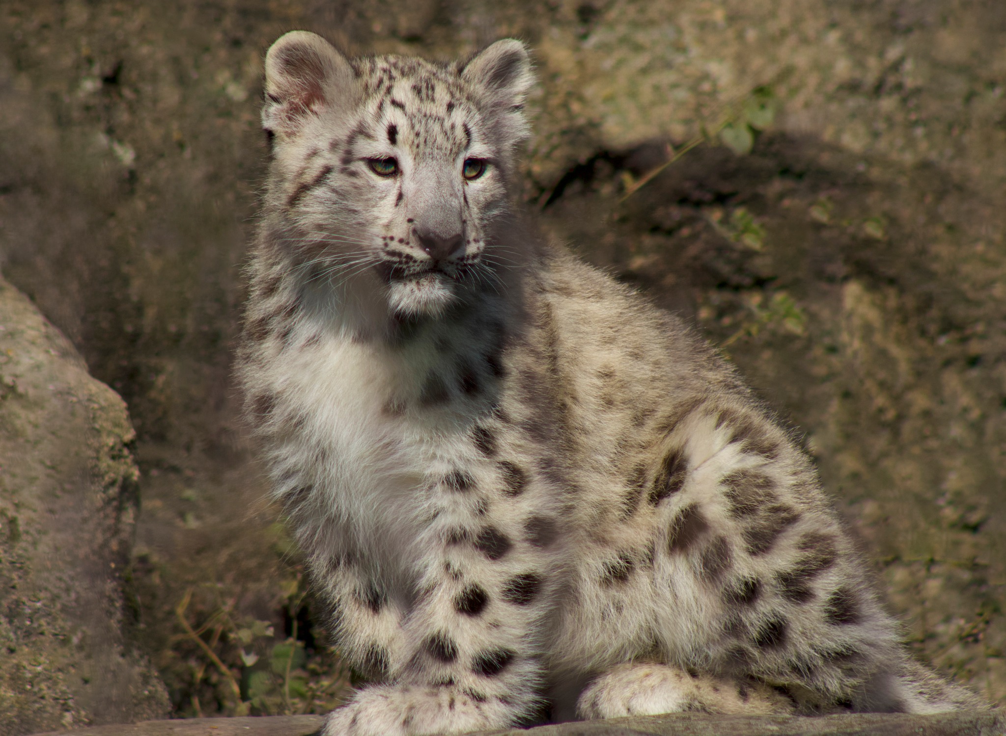 Snow Leopard Cub 2.jpg