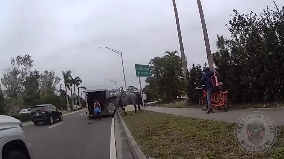 Horses spooked, galloped along Palma Sola Causeway in Bradenton Sunday: BPD