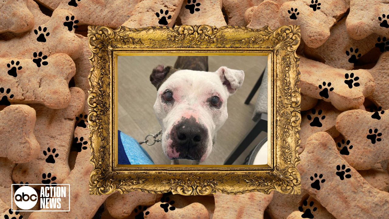Rescues in Action: Blingo