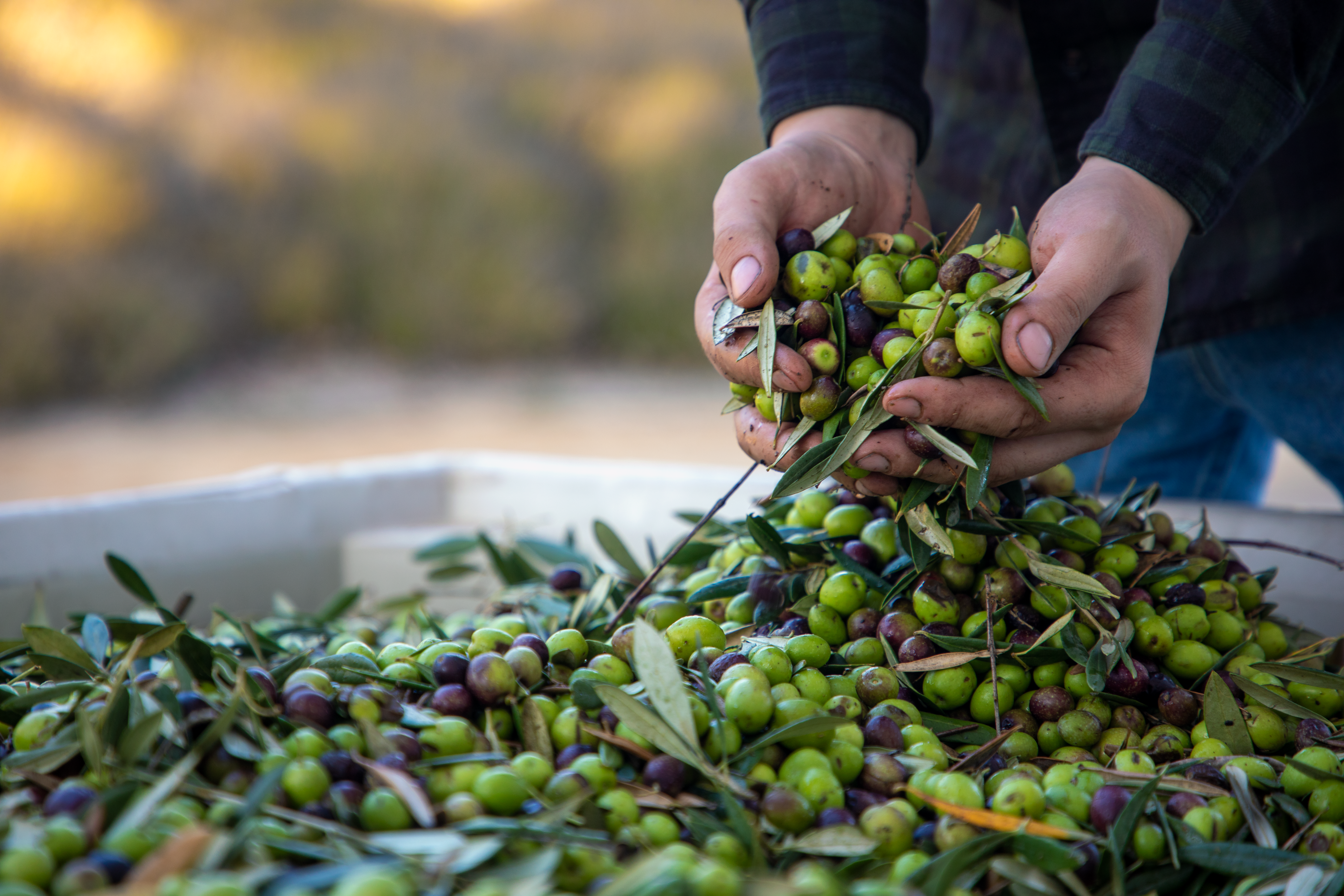 Olive harvest at Pasolivo