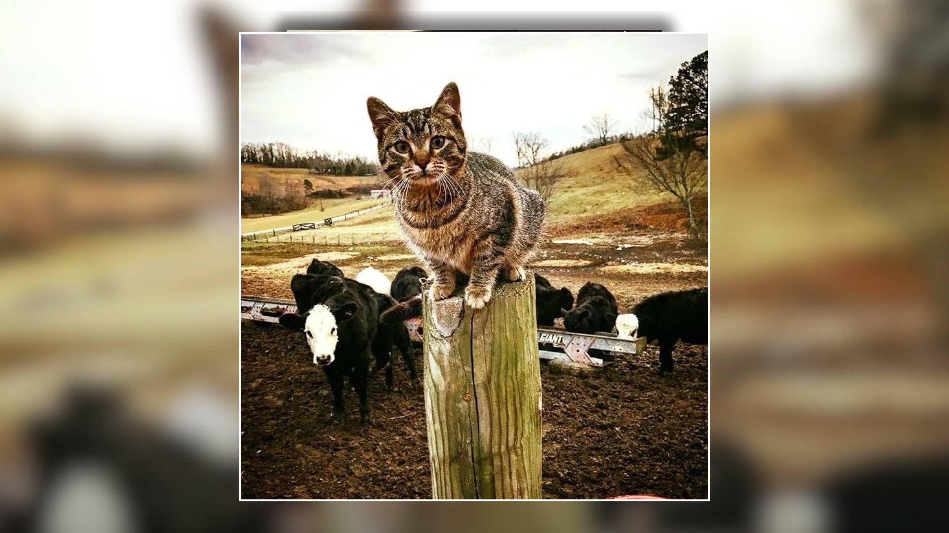 Featured Image Custom Edit (1).png