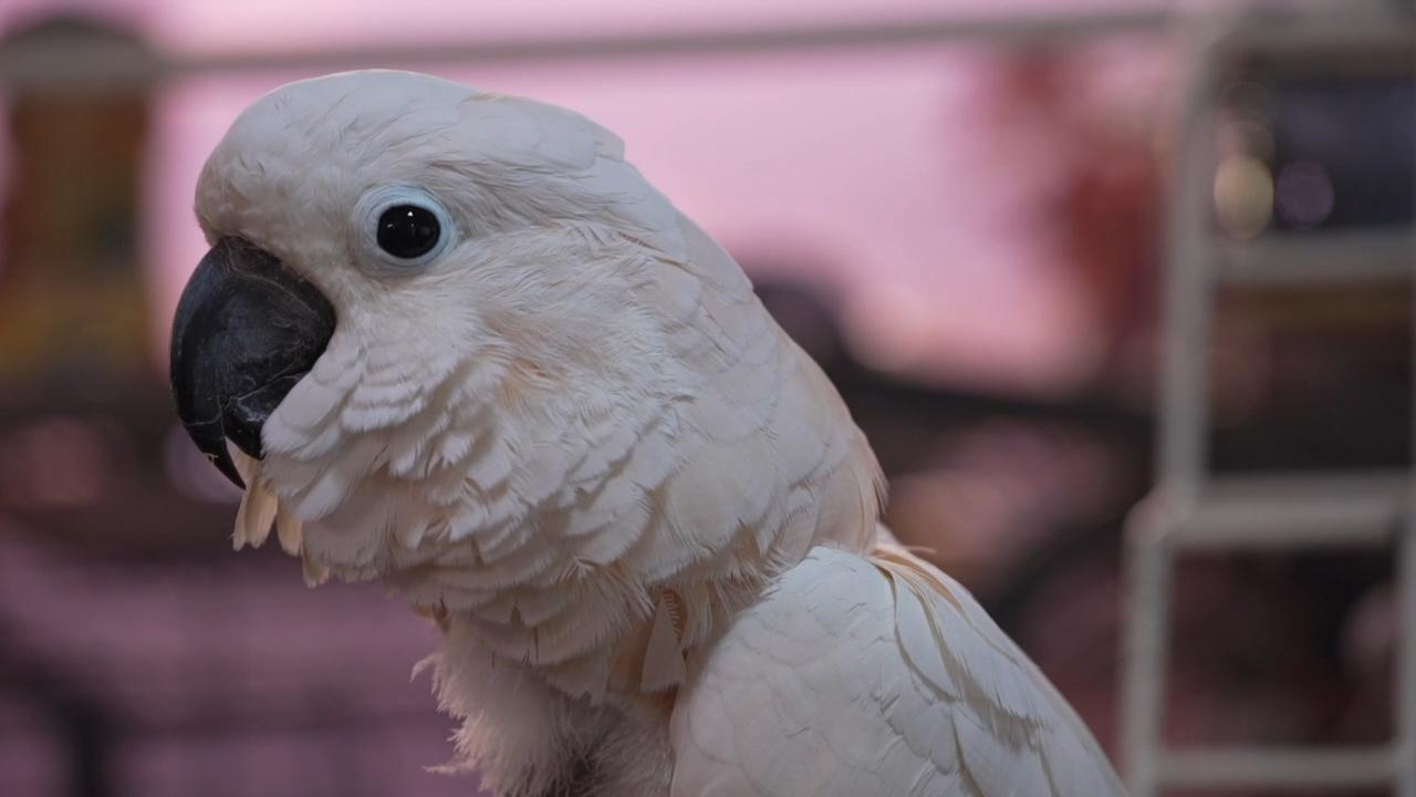 Stanley the Moluccan Cockatoo