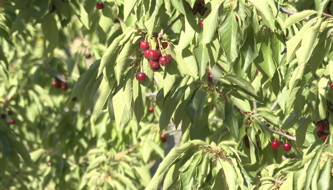 cherries 