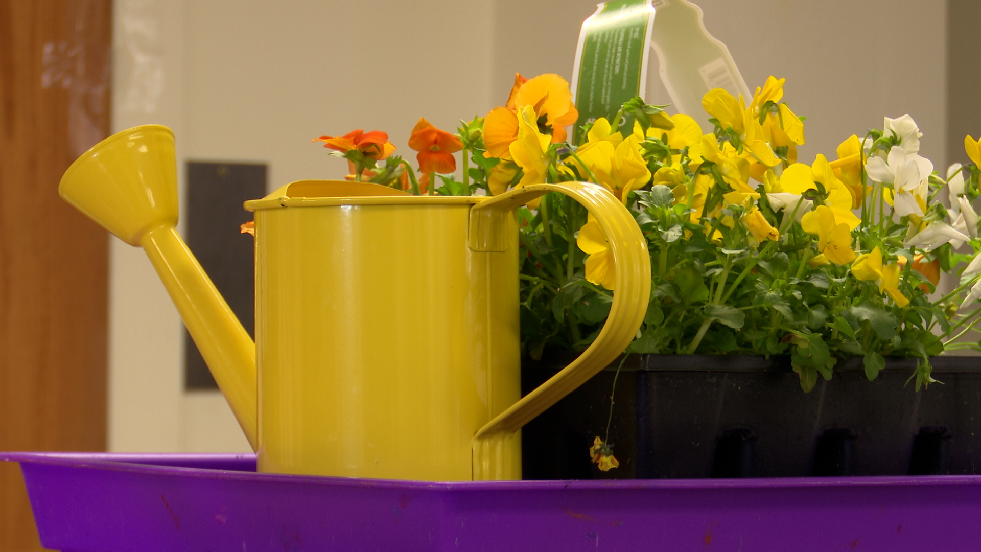 Flowers and watering can.jpg