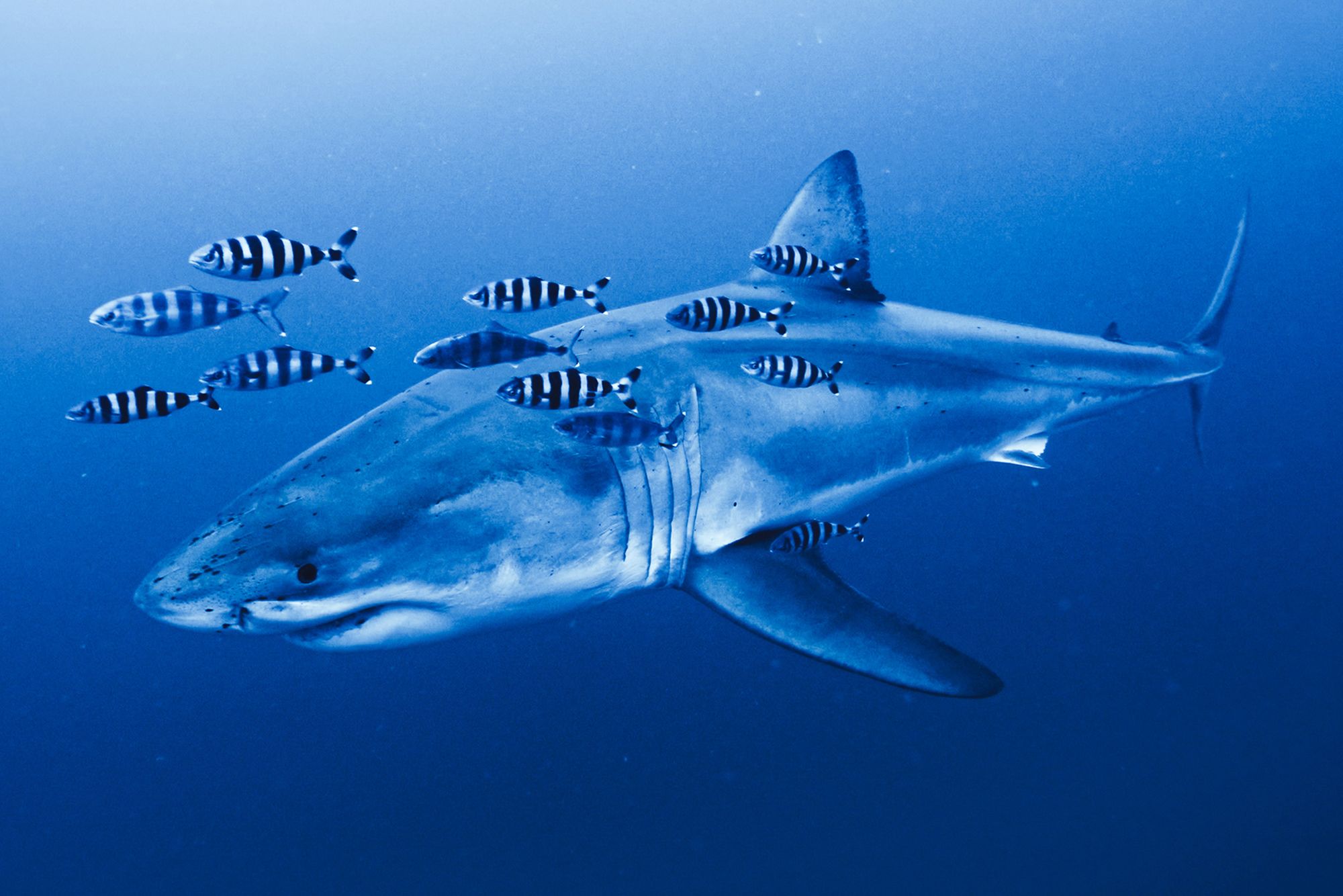 Great White Shark