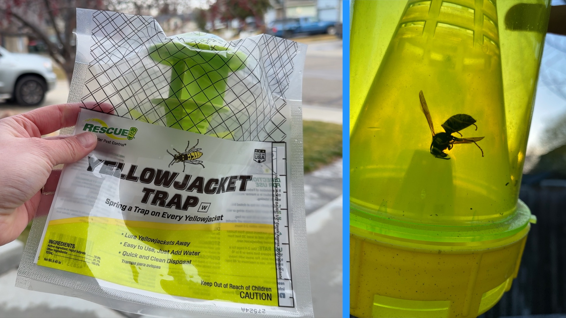 Yellow jacket trap