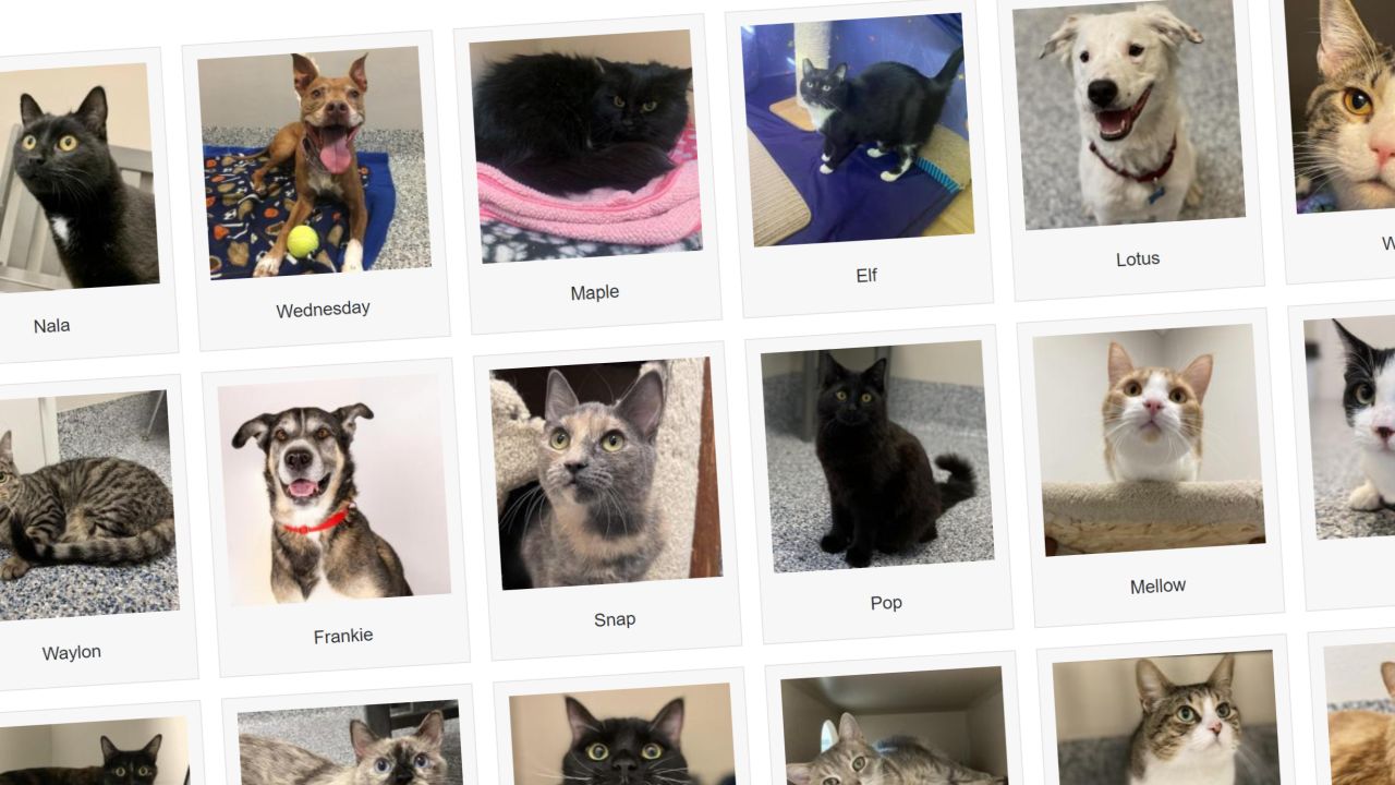 Maclean-Cameron Animal Adoption Center in Great Falls