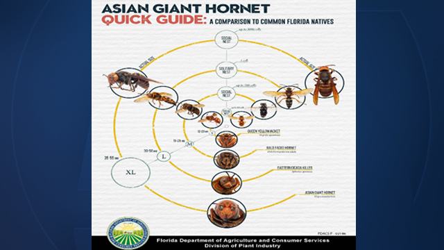 "Murder Hornet" Guide