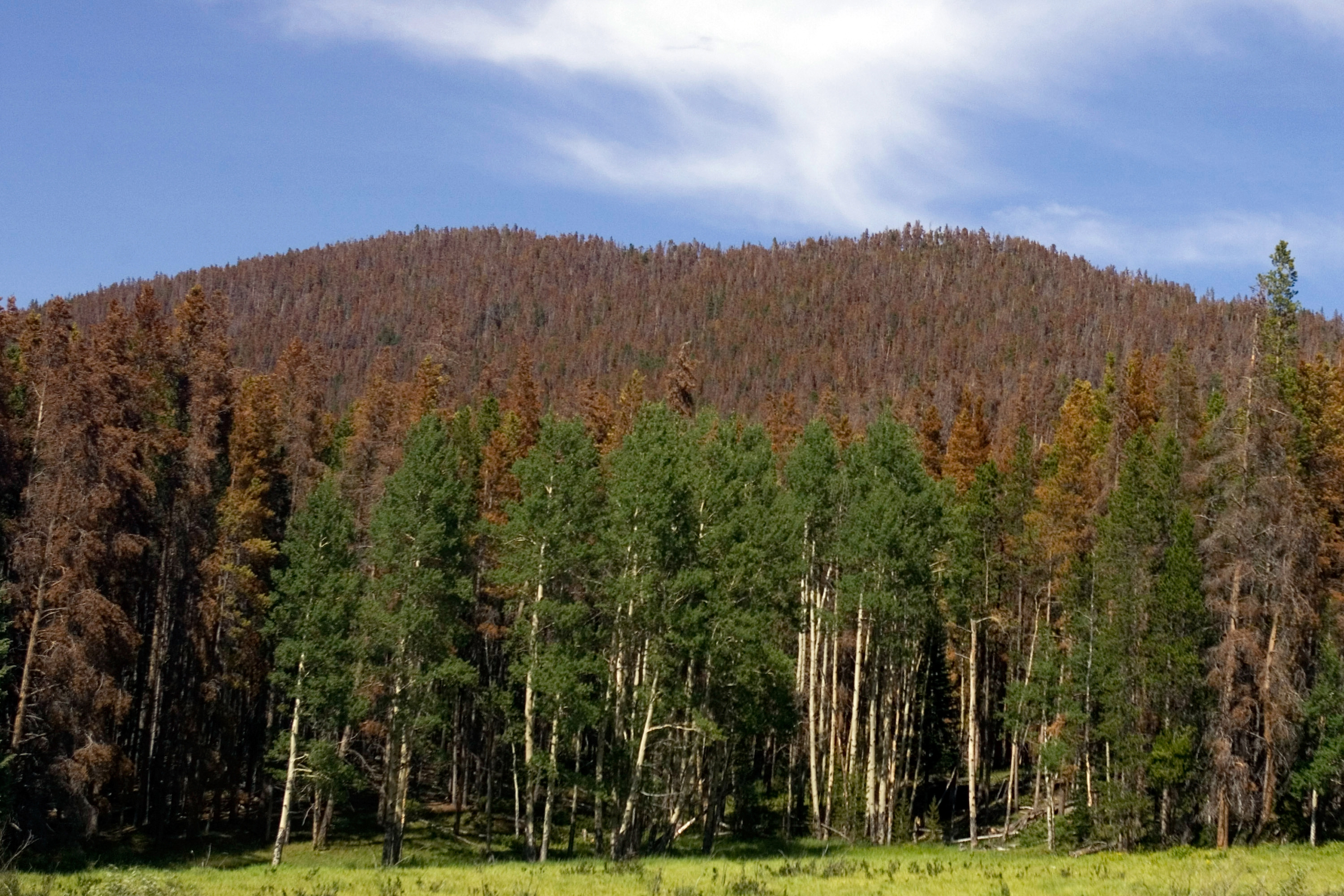 Pine Beetles