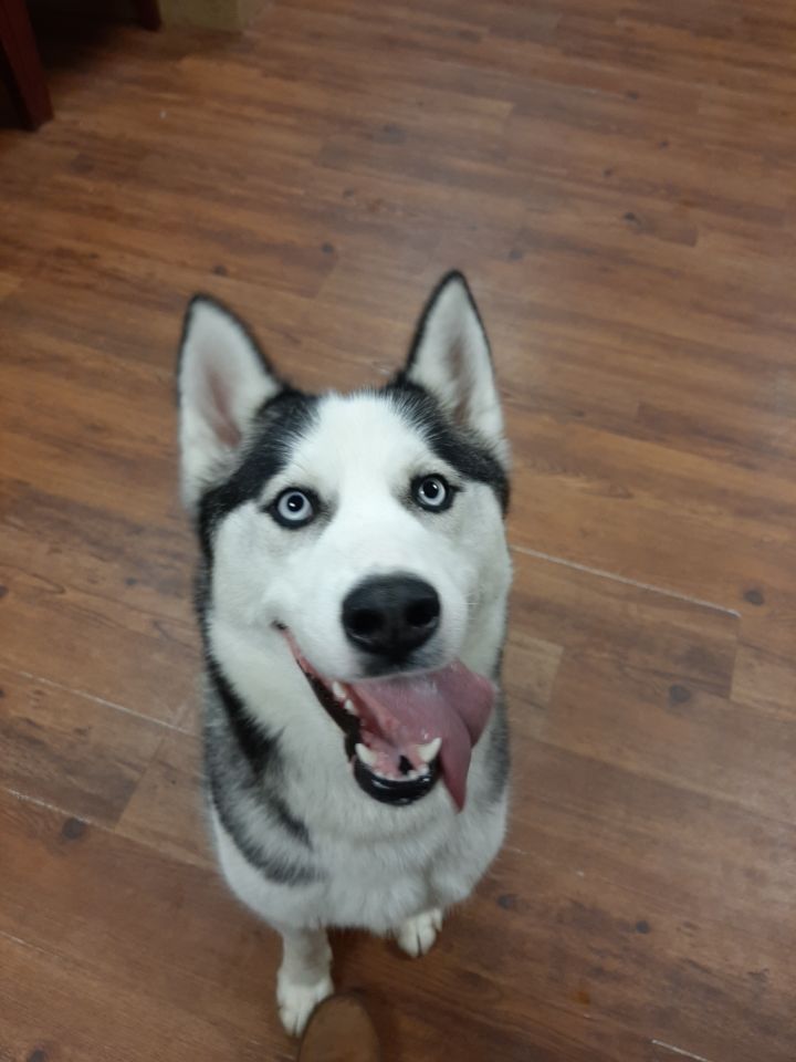Adopt Lady Gray!