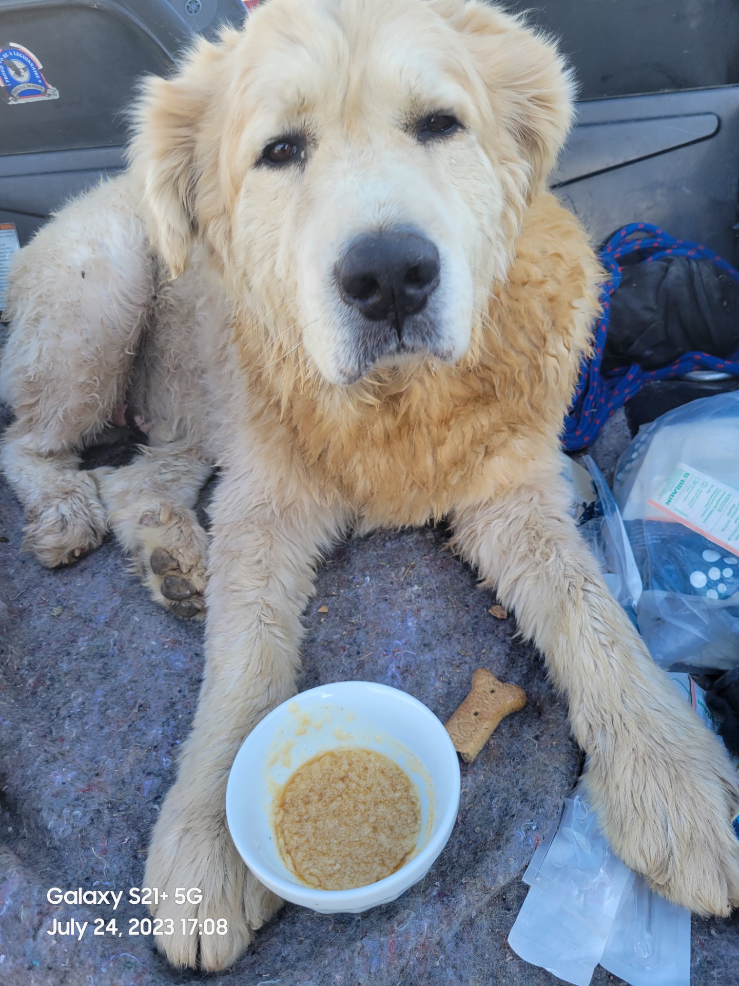 Dusty rescued by Cochise County Sheriff's Office