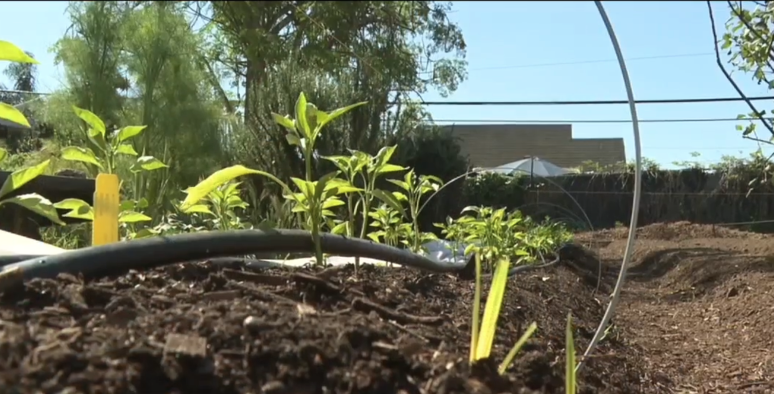 Mount Hope community garden 