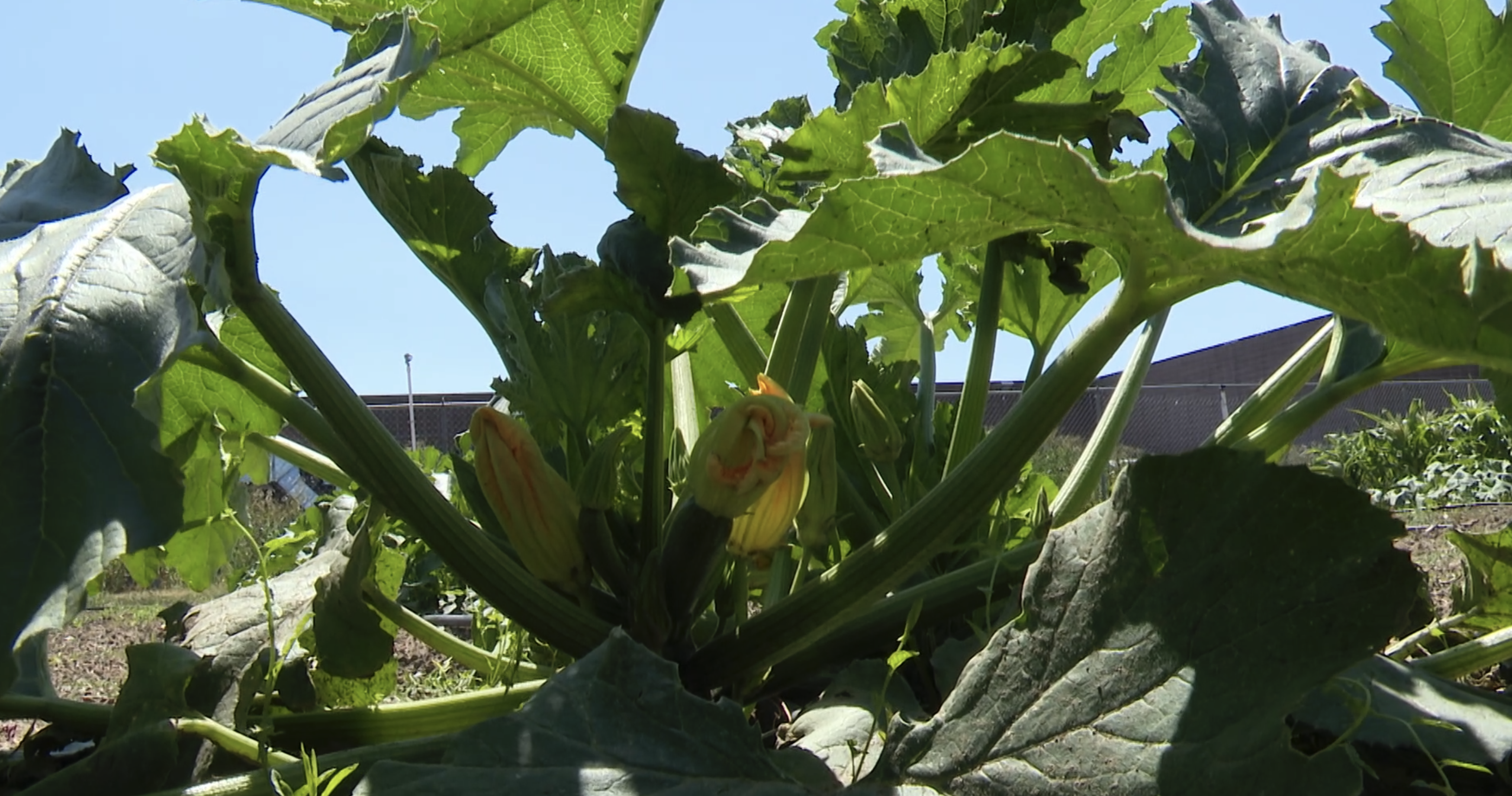 Local gardeners experiencing delayed harvest