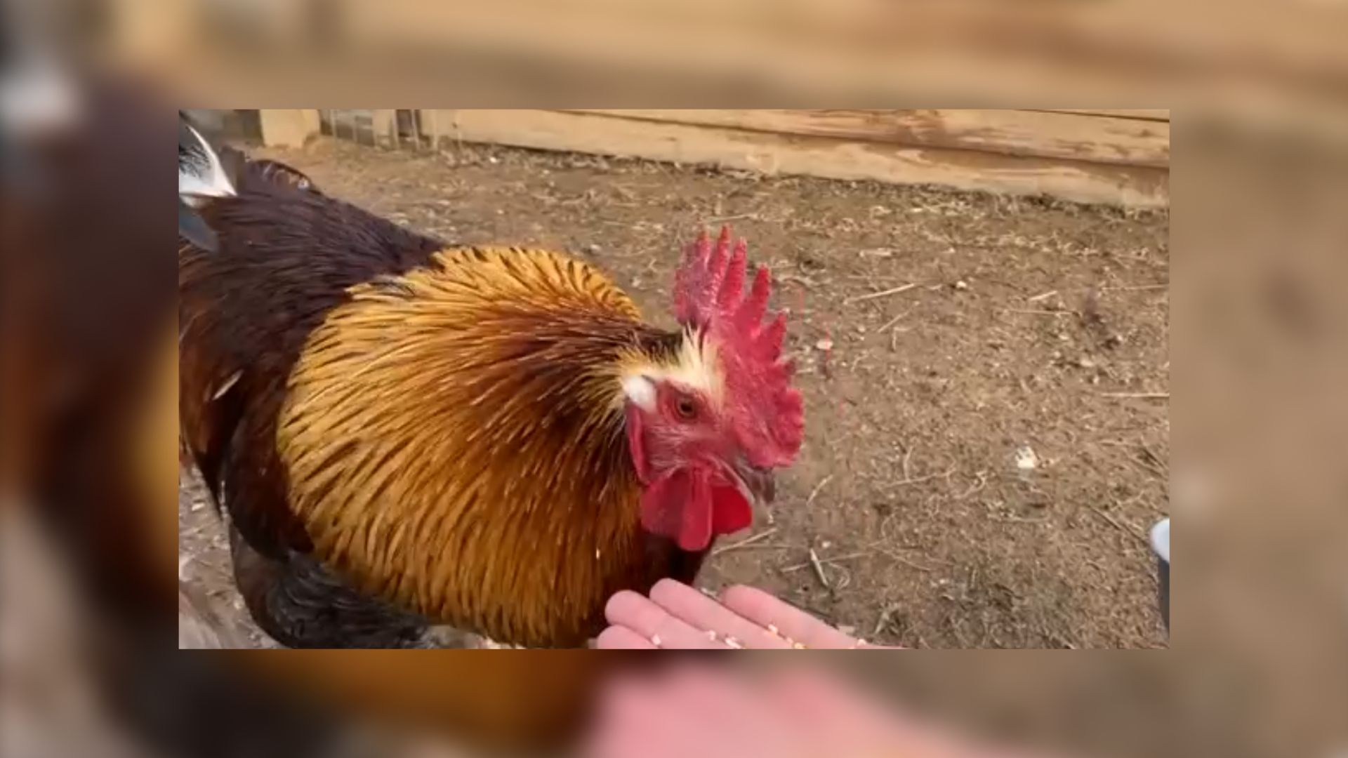 wilbur the rooster