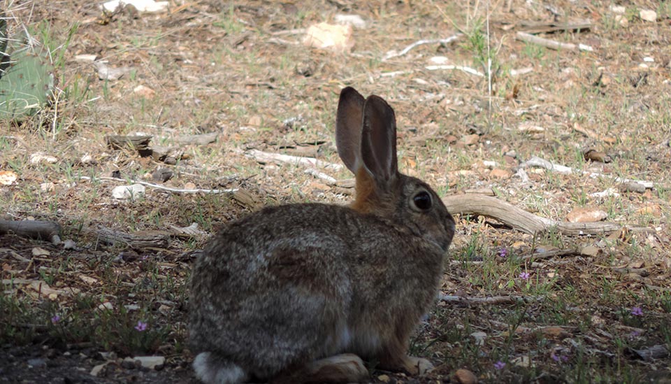 Grand Canyon Rabbit - Handout