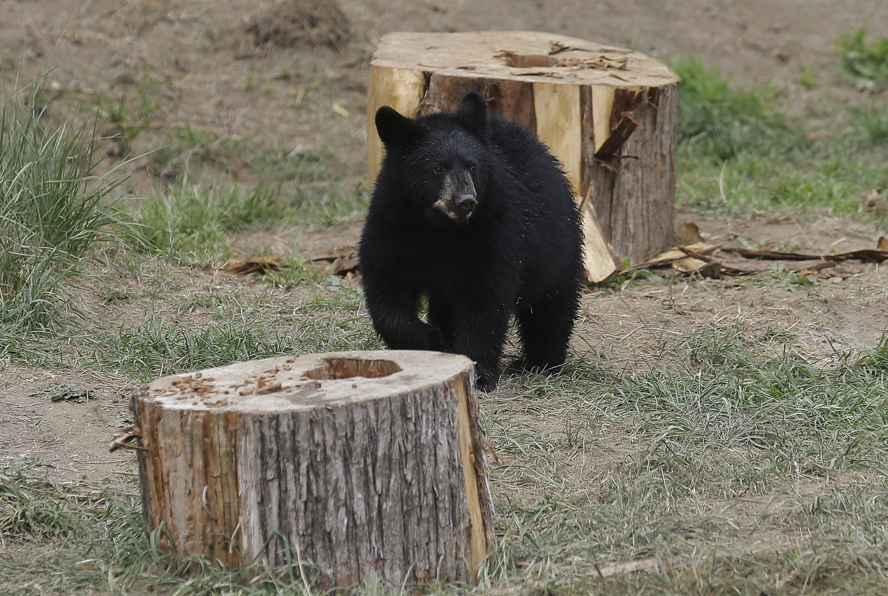 Black Bear Cubs