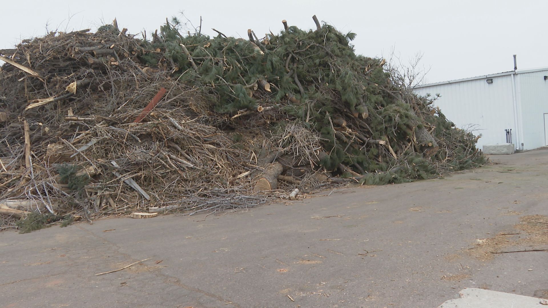 Post windstorm tree debris