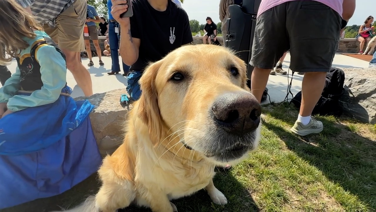 closeup of dog.jpg