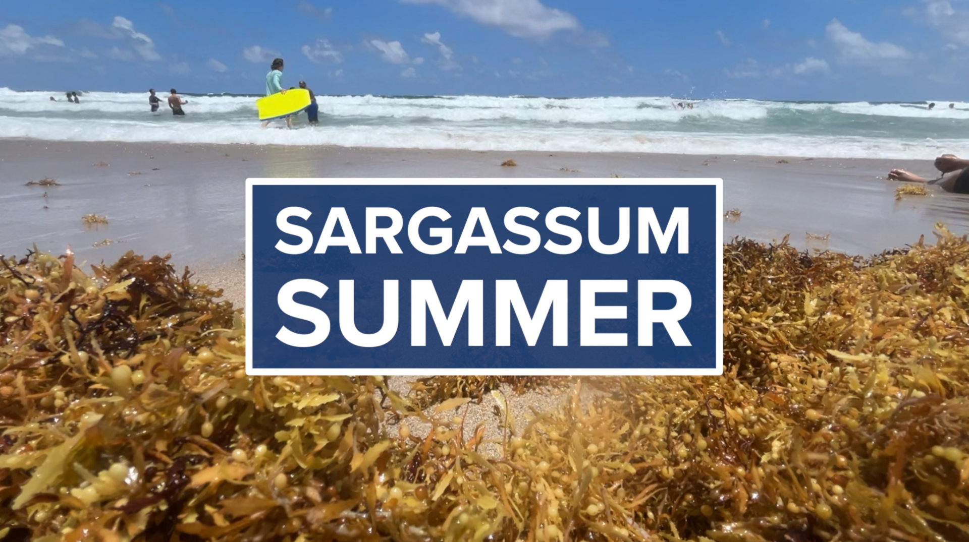 Sargassum summer thumbnail.png