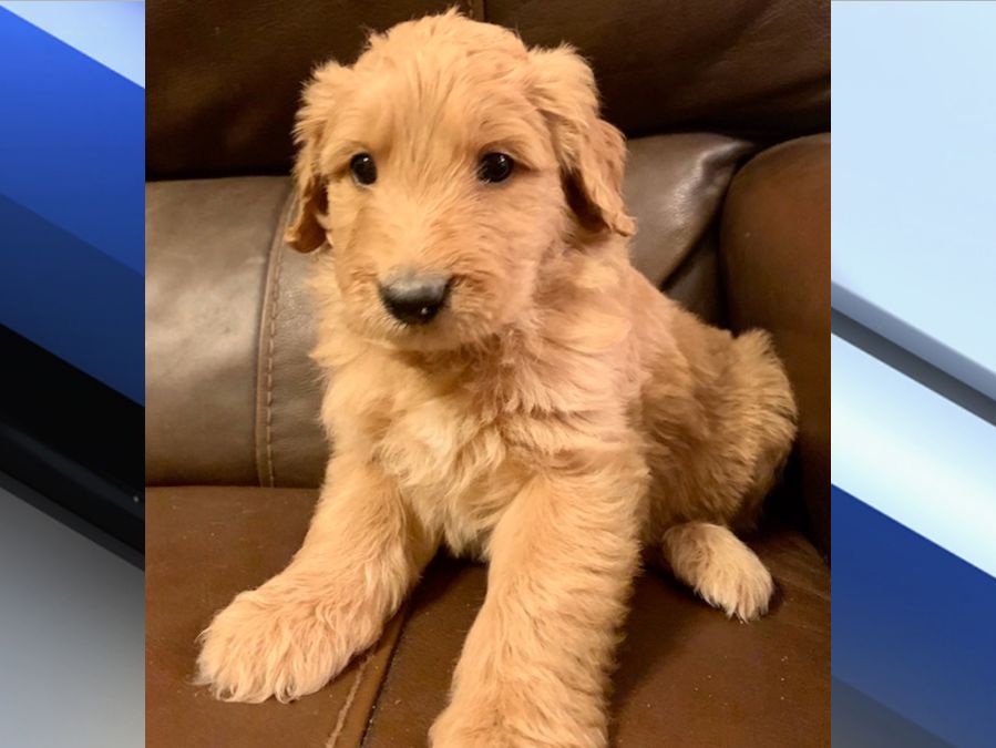 Surprise Police Therapy Dog