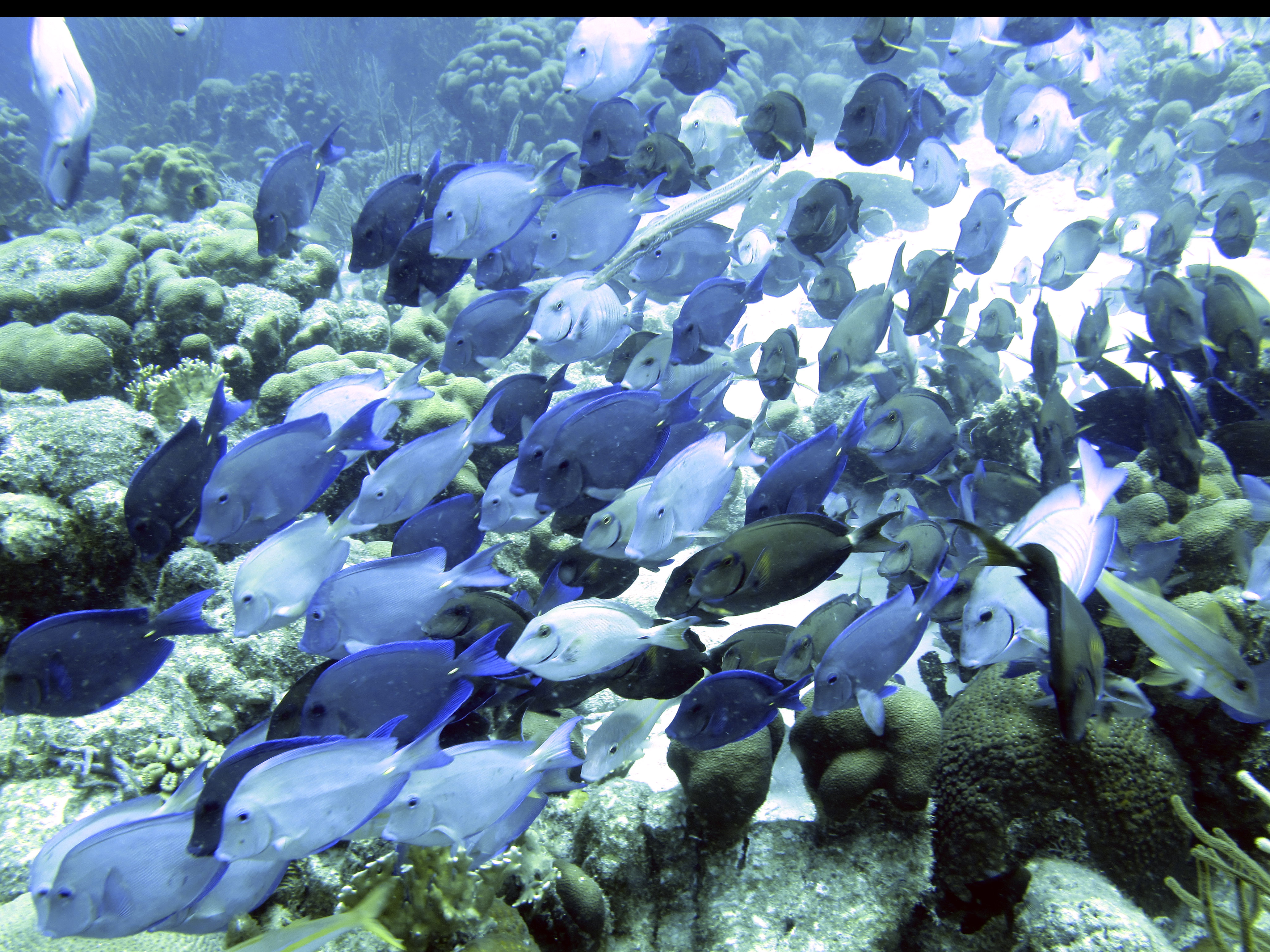 Blue Tang AP Photo