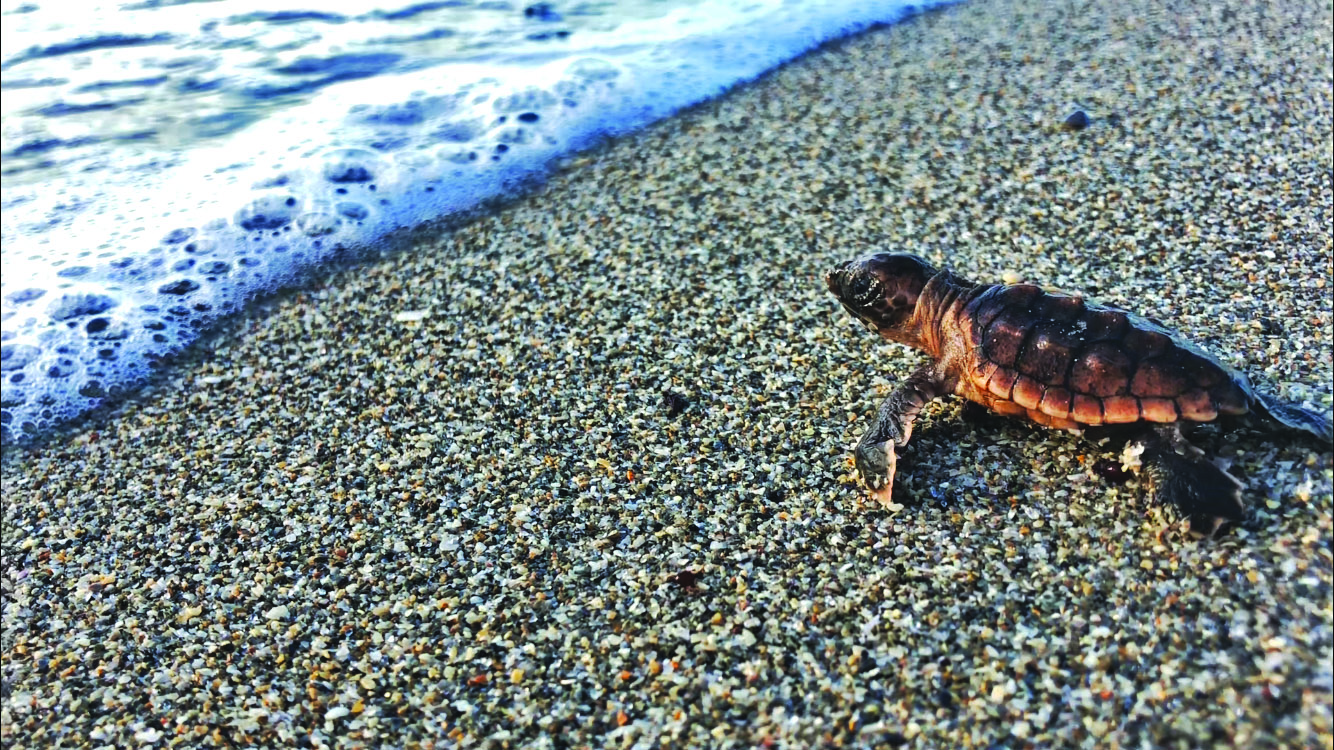 Sea Turtle Hatchling.jpg