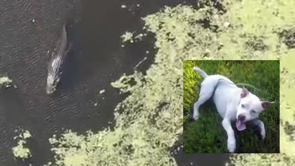 wptv-alligator-attacks-dog-.jpg