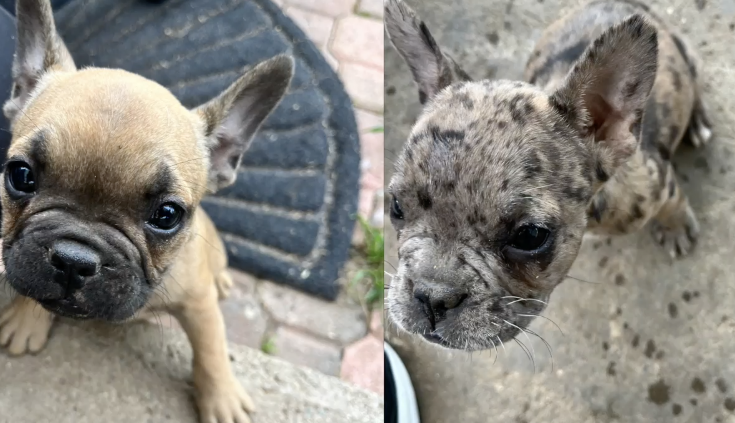 Caught on video: thief steals Frenchie puppies from Paradise Hills yard