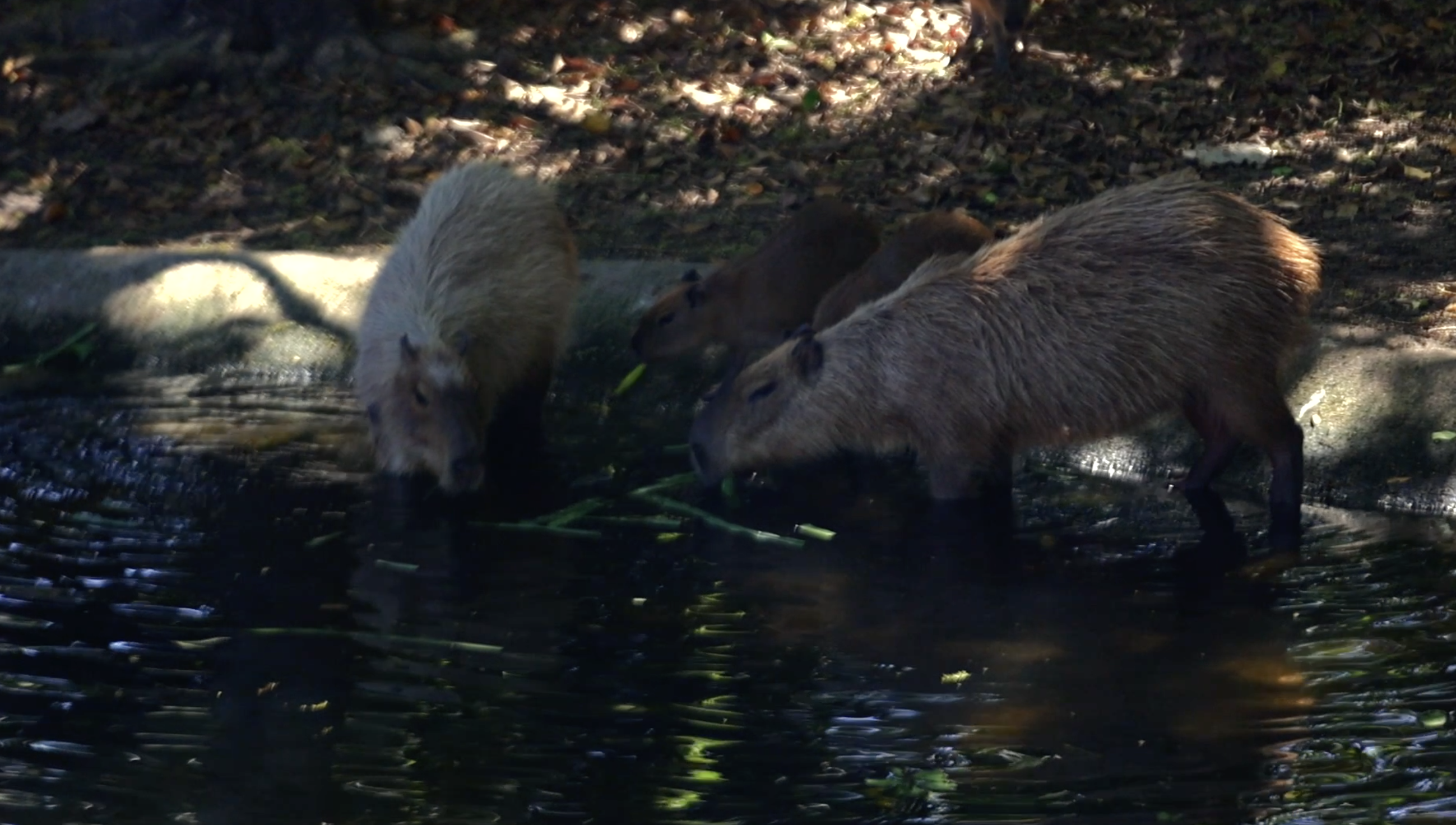 Baby capybaras