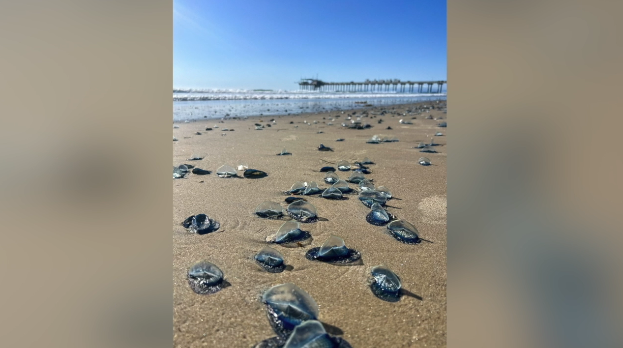 Velella blue blobs
