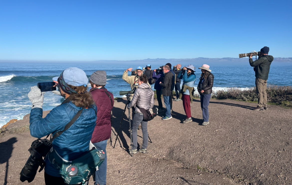 Morro Bay Bird Festival 